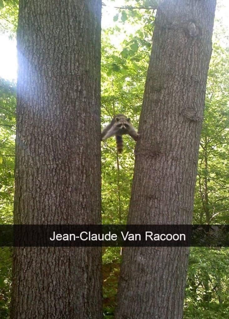 funny animal snapchats, animal memes, humorous pet snapchats, animal comedy snapchats, animal funny snaps, funny pet photos, hilarious animal pictures, cute animal snaps, pet ownership humor, funny animal moments, amusing pet behaviors