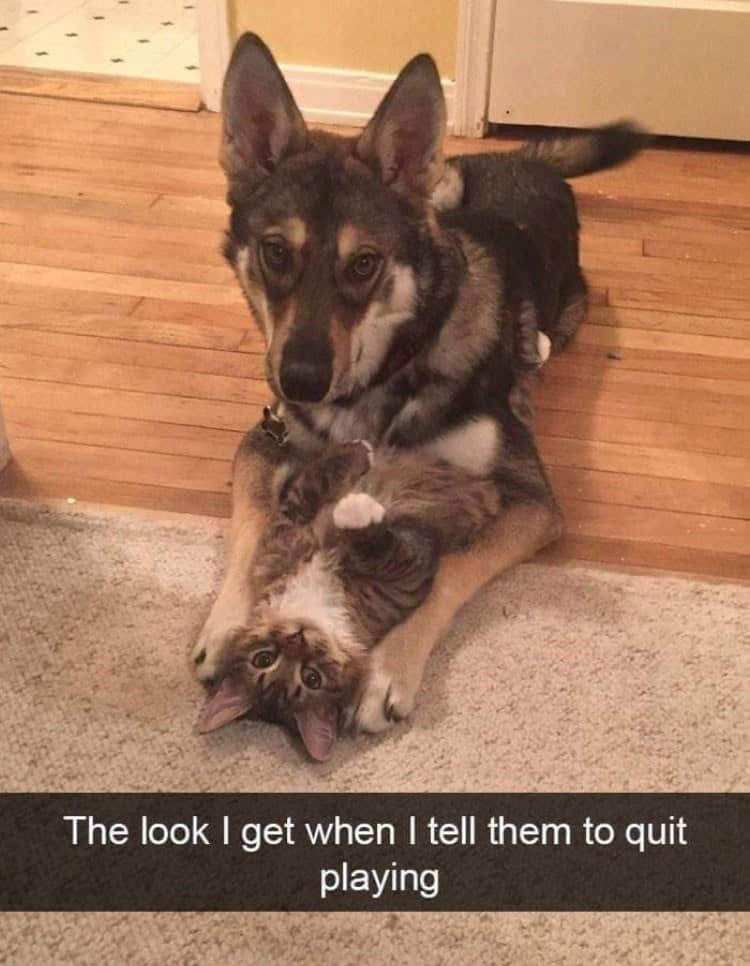 funny animal snapchats, animal memes, humorous pet snapchats, animal comedy snapchats, animal funny snaps, funny pet photos, hilarious animal pictures, cute animal snaps, pet ownership humor, funny animal moments, amusing pet behaviors