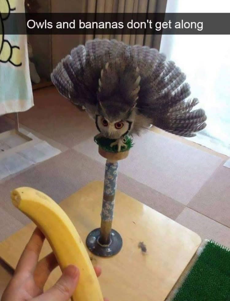 funny animal snapchats, animal memes, humorous pet snapchats, animal comedy snapchats, animal funny snaps, funny pet photos, hilarious animal pictures, cute animal snaps, pet ownership humor, funny animal moments, amusing pet behaviors