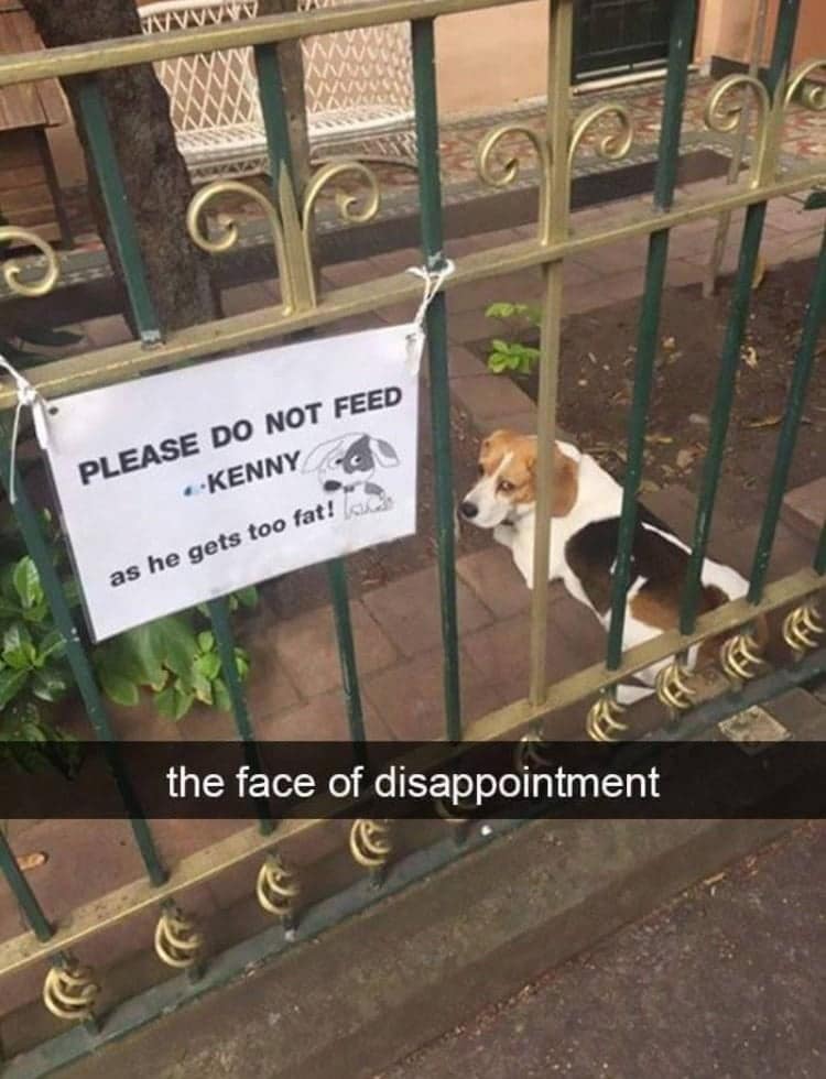 funny animal snapchats, animal memes, humorous pet snapchats, animal comedy snapchats, animal funny snaps, funny pet photos, hilarious animal pictures, cute animal snaps, pet ownership humor, funny animal moments, amusing pet behaviors