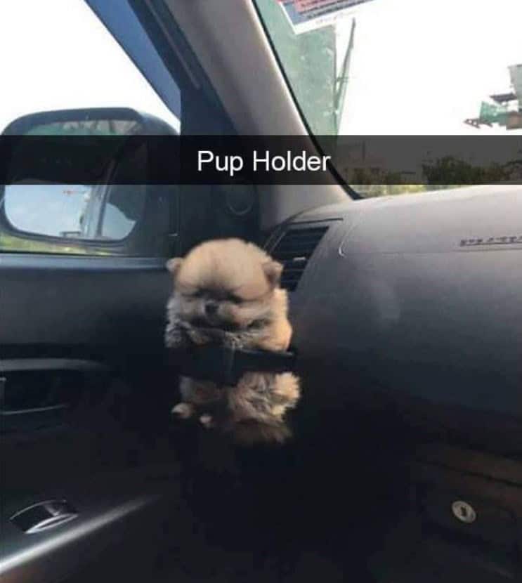 funny animal snapchats, animal memes, humorous pet snapchats, animal comedy snapchats, animal funny snaps, funny pet photos, hilarious animal pictures, cute animal snaps, pet ownership humor, funny animal moments, amusing pet behaviors