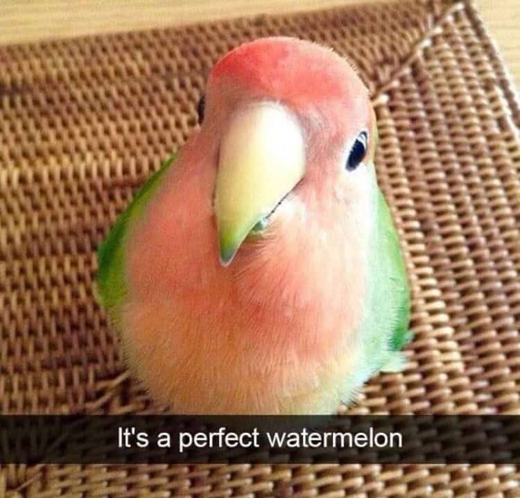 funny animal snapchats, animal memes, humorous pet snapchats, animal comedy snapchats, animal funny snaps, funny pet photos, hilarious animal pictures, cute animal snaps, pet ownership humor, funny animal moments, amusing pet behaviors