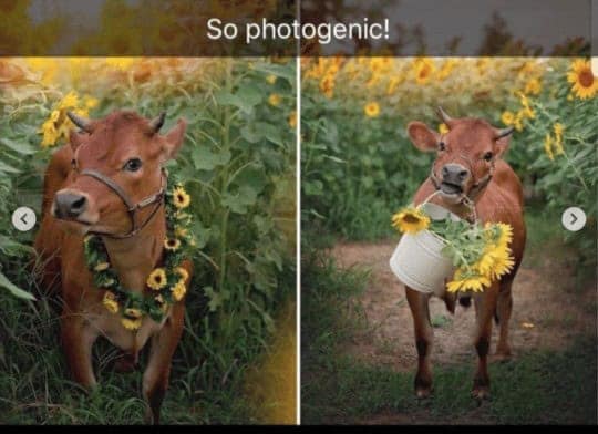 funny animal snapchats, animal memes, humorous pet snapchats, animal comedy snapchats, animal funny snaps, funny pet photos, hilarious animal pictures, cute animal snaps, pet ownership humor, funny animal moments, amusing pet behaviors