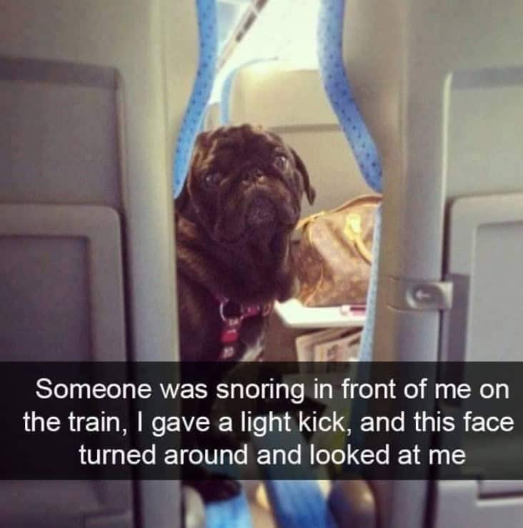 funny animal snapchats, animal memes, humorous pet snapchats, animal comedy snapchats, animal funny snaps, funny pet photos, hilarious animal pictures, cute animal snaps, pet ownership humor, funny animal moments, amusing pet behaviors