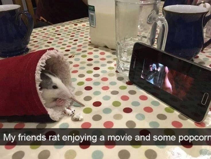 funny animal snapchats, animal memes, humorous pet snapchats, animal comedy snapchats, animal funny snaps, funny pet photos, hilarious animal pictures, cute animal snaps, pet ownership humor, funny animal moments, amusing pet behaviors