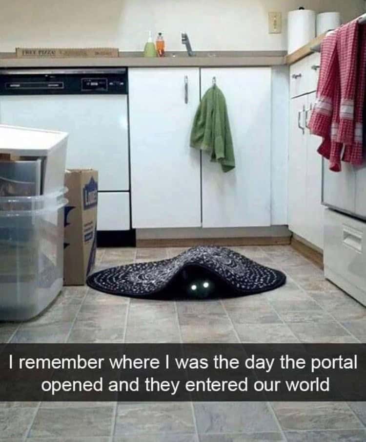 funny animal snapchats, animal memes, humorous pet snapchats, animal comedy snapchats, animal funny snaps, funny pet photos, hilarious animal pictures, cute animal snaps, pet ownership humor, funny animal moments, amusing pet behaviors