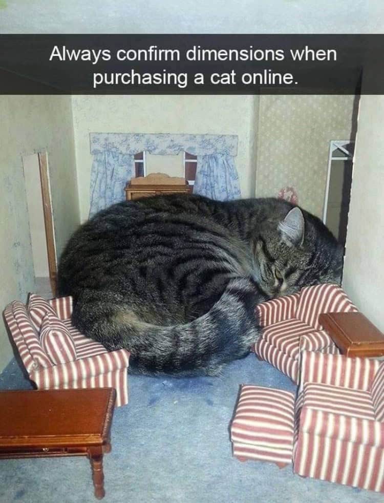 funny animal snapchats, animal memes, humorous pet snapchats, animal comedy snapchats, animal funny snaps, funny pet photos, hilarious animal pictures, cute animal snaps, pet ownership humor, funny animal moments, amusing pet behaviors