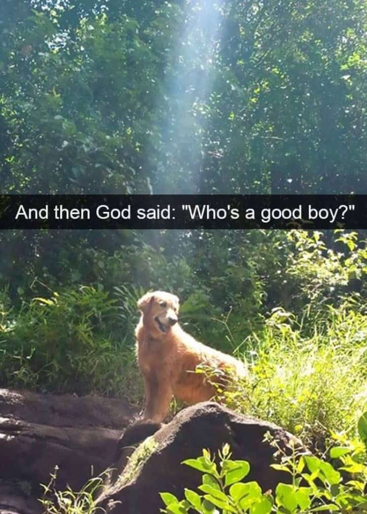 funny animal snapchats, animal memes, humorous pet snapchats, animal comedy snapchats, animal funny snaps, funny pet photos, hilarious animal pictures, cute animal snaps, pet ownership humor, funny animal moments, amusing pet behaviors