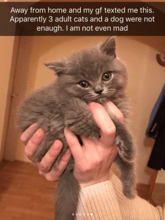 funny animal snapchats, animal memes, humorous pet snapchats, animal comedy snapchats, animal funny snaps, funny pet photos, hilarious animal pictures, cute animal snaps, pet ownership humor, funny animal moments, amusing pet behaviors