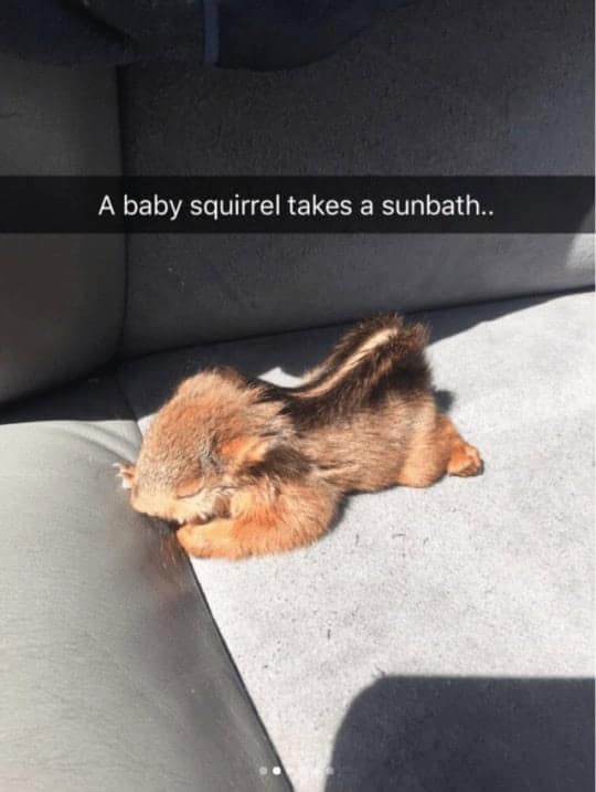 funny animal snapchats, animal memes, humorous pet snapchats, animal comedy snapchats, animal funny snaps, funny pet photos, hilarious animal pictures, cute animal snaps, pet ownership humor, funny animal moments, amusing pet behaviors