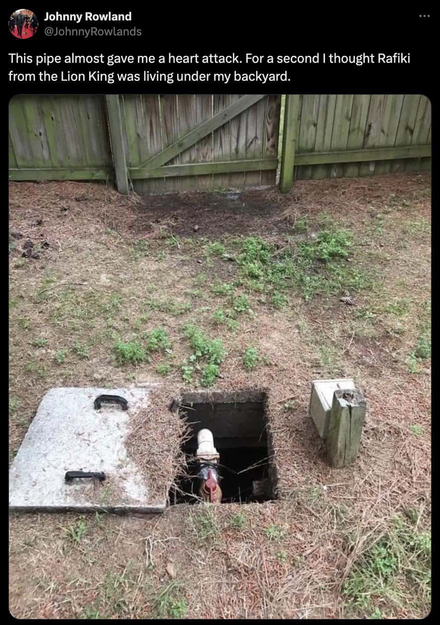 This pipe almost gave me a heart attack. For a second I thought Rafiki from the Lion King was living under my backyard.