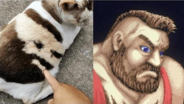 funny memes, funny images, funny pics, funny pictures