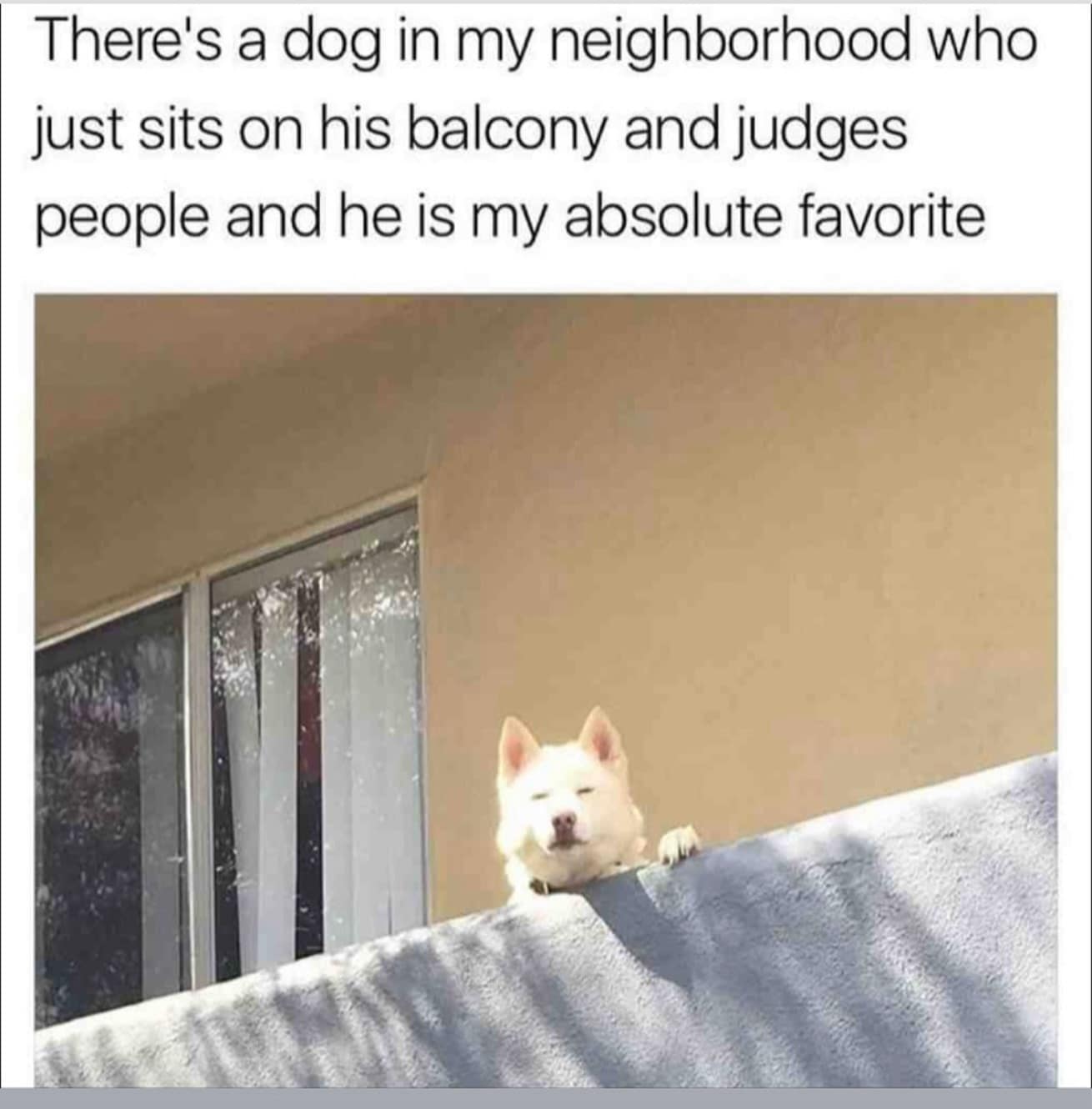 There's a dog in my neighborhood who just sits on his balcony and judges people and he is my absolute favorite