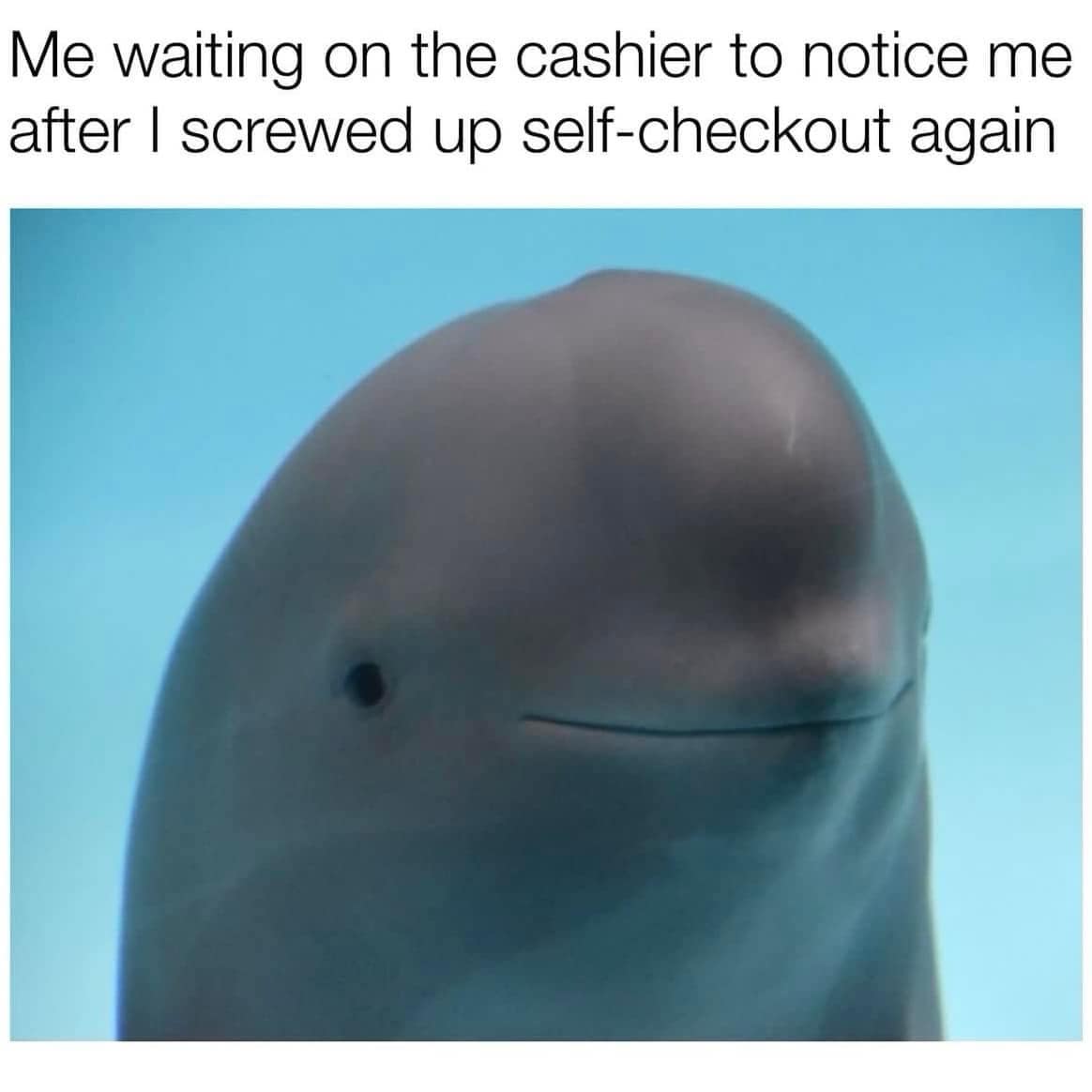 funny memes, funny images, funny pics, funny pictures