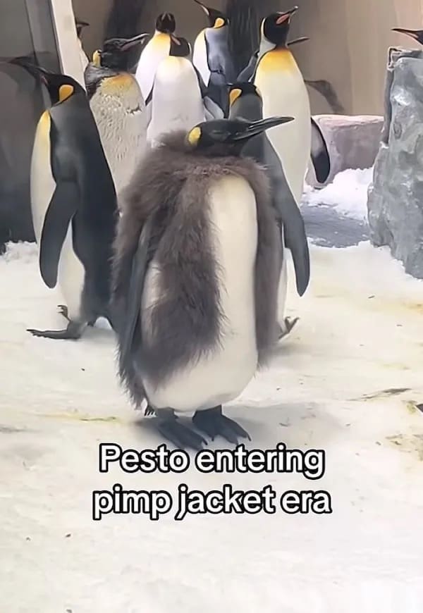 Pesto entering pimp jacket era