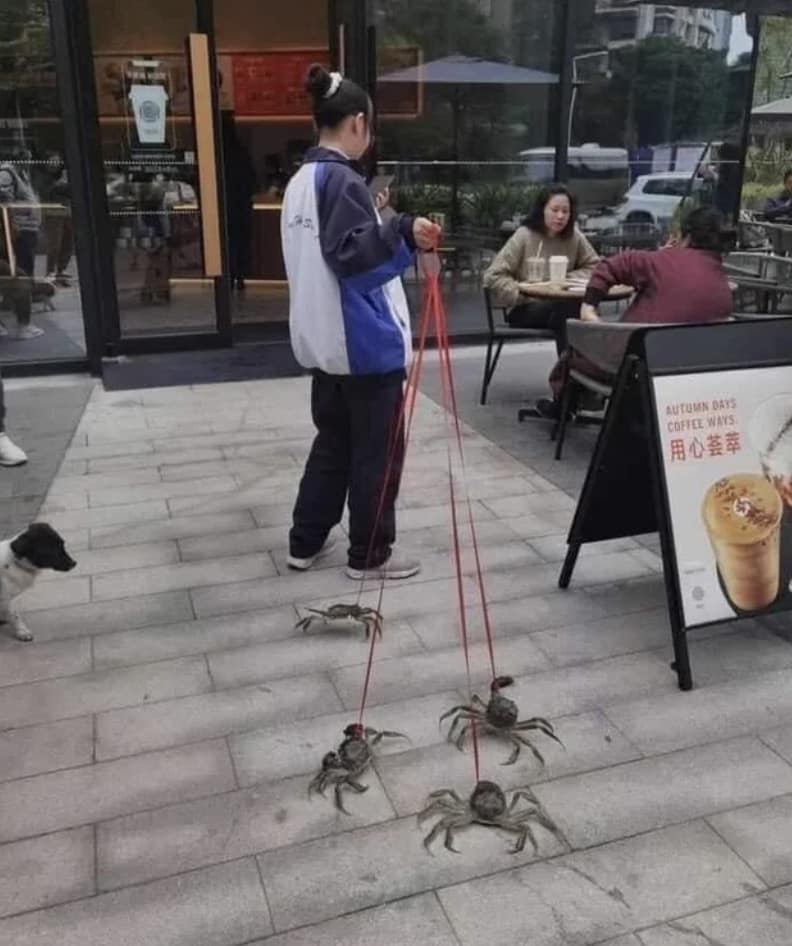 funny pics, funny memes, funny photos, funniest pics