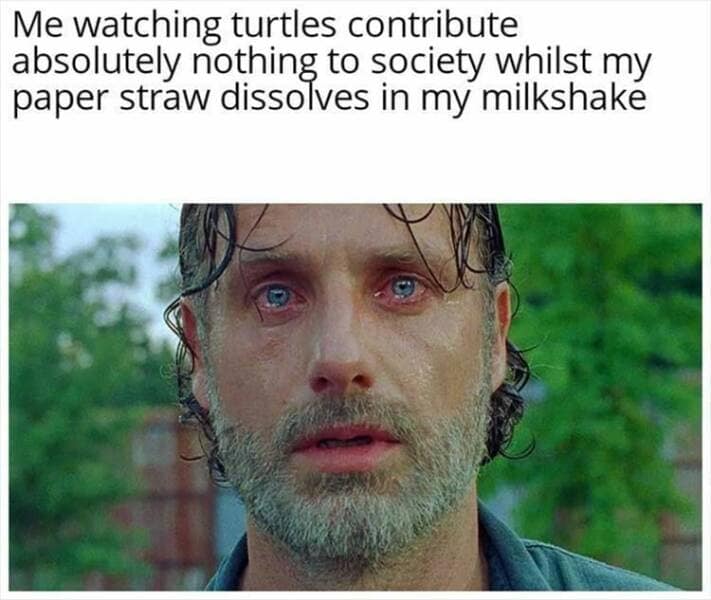 Me watching turtles contribute absolutely nothing to society whilst my paper straw dissolves in my milkshake