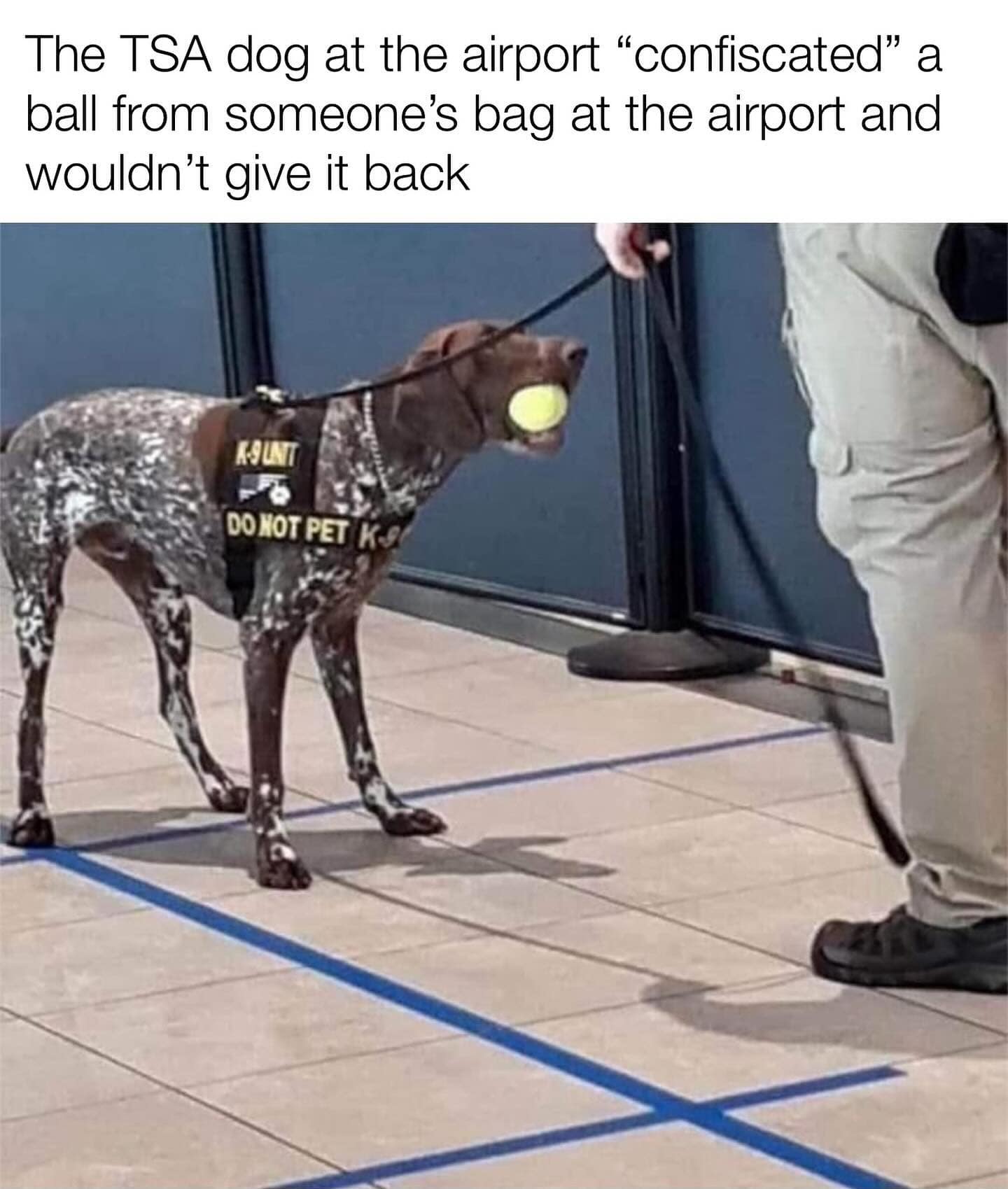 The TSA dog at the airport "confiscated" a ball from someone's bag at the airport and wouldn't give it back