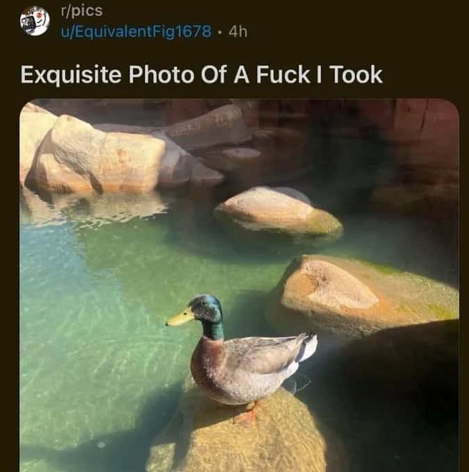 funny reddit posts, funny reddit pictures, reddit memes, funny reddit, reddit humor, amusing reddit pictures, hilarious reddit content