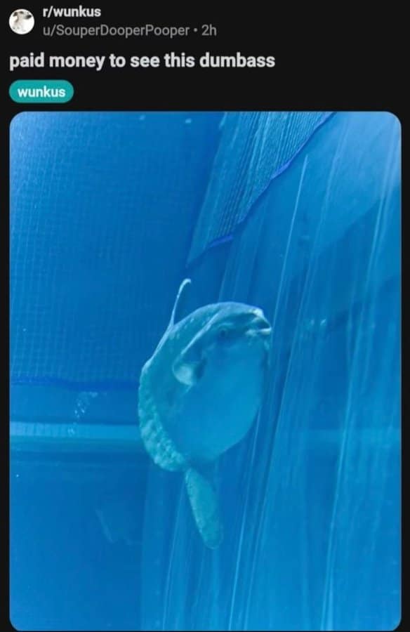 funny reddit posts, funny reddit pictures, reddit memes, funny reddit, reddit humor, amusing reddit pictures, hilarious reddit content