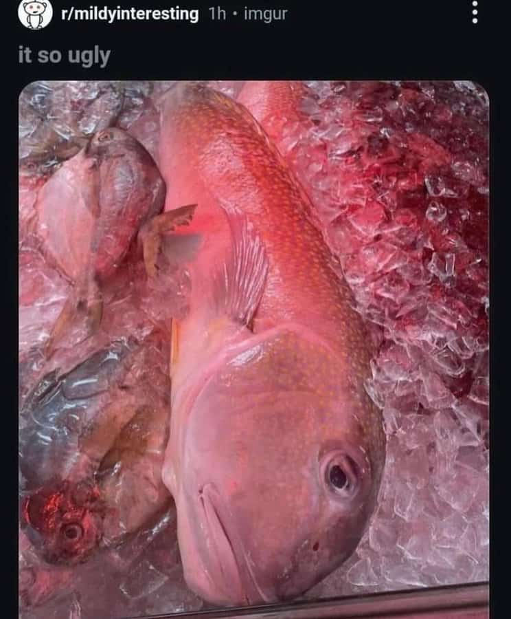 funny reddit posts, Reddit humor, amusing Reddit content, humorous Reddit posts, Reddit memes, Reddit funny pictures, Reddit viral posts, Internet humor, online jokes, social media humor, Viral content, trending posts, funny online posts