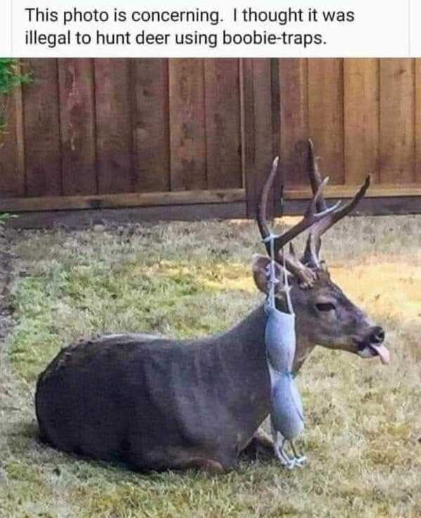 This photo is concerning. I thought it was illegal to hunt deer using boobie-traps.