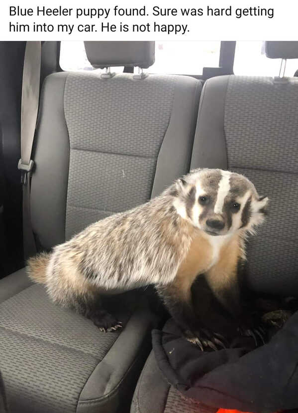 Blue Heeler puppy found. Sure was hard getting him into my car. He is not happy.