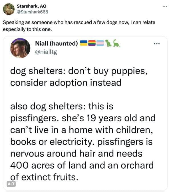 dog shelters: don't buy puppies, consider adoption instead also dog shelters: this is pissfingers. she's 19 years old and can't live in a home with children, books or electricity. pissfingers is nervous around hair and needs 400 acres of land and an orchard of extinct fruits.