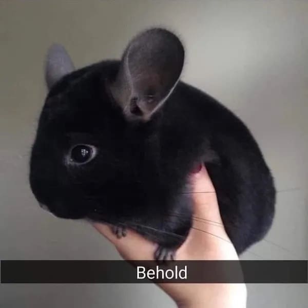 meme dump, funny memes, hilarious memes, meme collection, meme roundup, meme compilation, internet memes, viral memes, trending memes