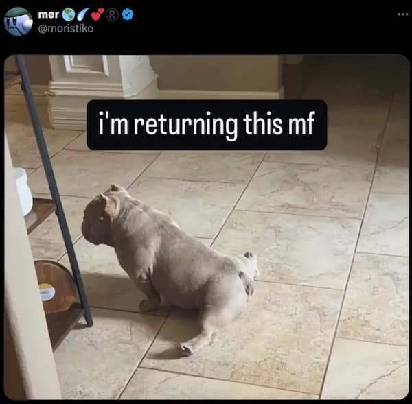 mor b @moristiko i'm returning this mf