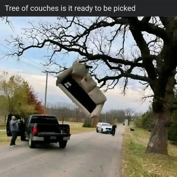Tree of couches is it ready to be picked