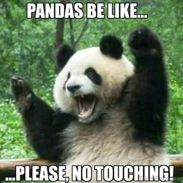 PANDAS BE LIKE... ..PLEASE, NO TOUCHING!