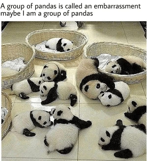 A group of pandas is called an embarrassment maybe I am a group of pandas