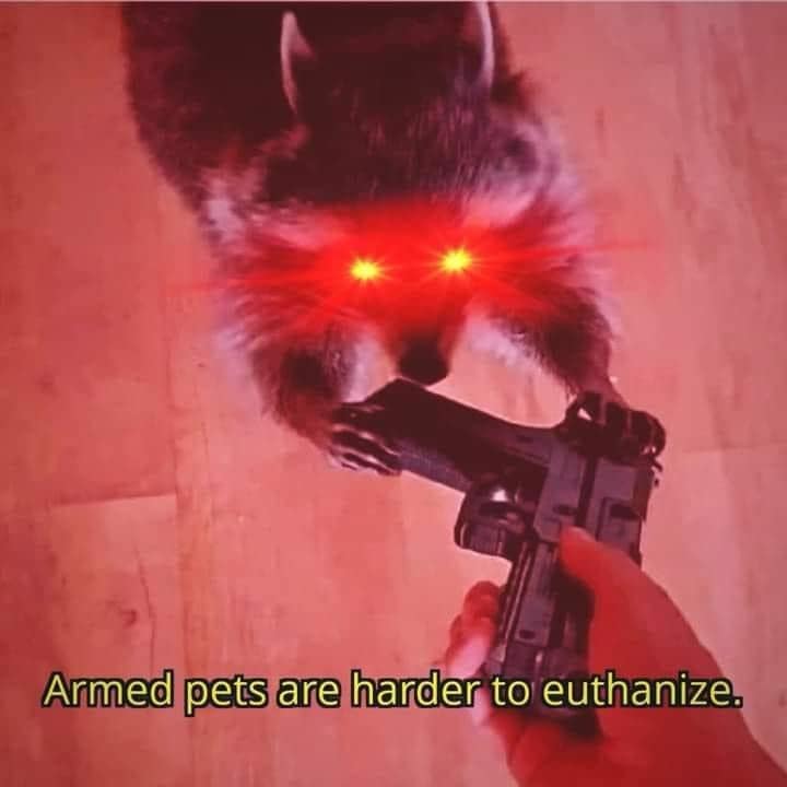 peanut the squirrel memes, famous squirrel memes, animal controversy memes, P'nut the squirrel memes, squirrel viral memes, New York squirrel memes, pet squirrel memes