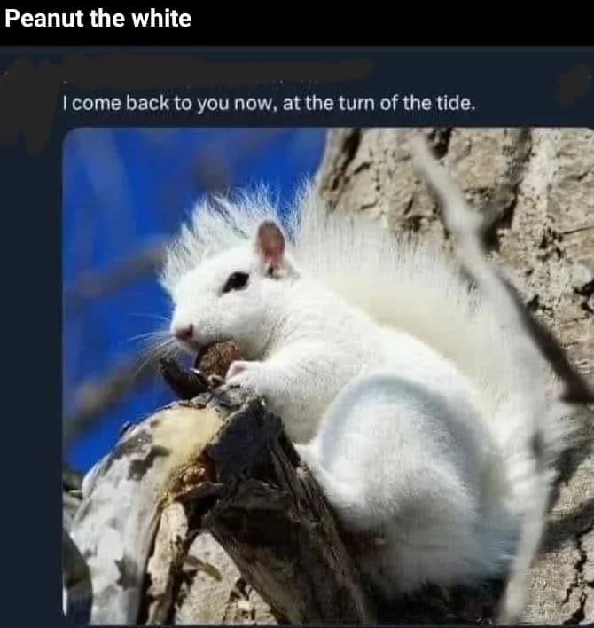 peanut the squirrel memes, famous squirrel memes, animal controversy memes, P'nut the squirrel memes, squirrel viral memes, New York squirrel memes, pet squirrel memes