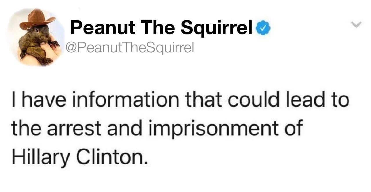 peanut the squirrel memes, famous squirrel memes, animal controversy memes, P'nut the squirrel memes, squirrel viral memes, New York squirrel memes, pet squirrel memes