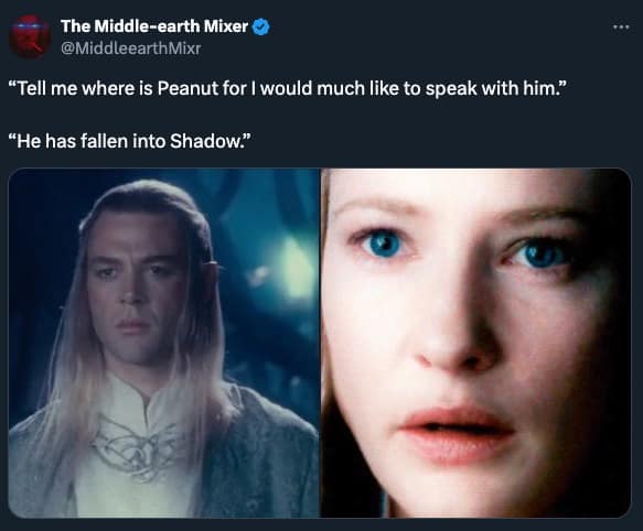 peanut the squirrel memes, famous squirrel memes, animal controversy memes, P'nut the squirrel memes, squirrel viral memes, New York squirrel memes, pet squirrel memes