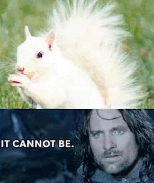 peanut the squirrel memes, famous squirrel memes, animal controversy memes, P'nut the squirrel memes, squirrel viral memes, New York squirrel memes, pet squirrel memes