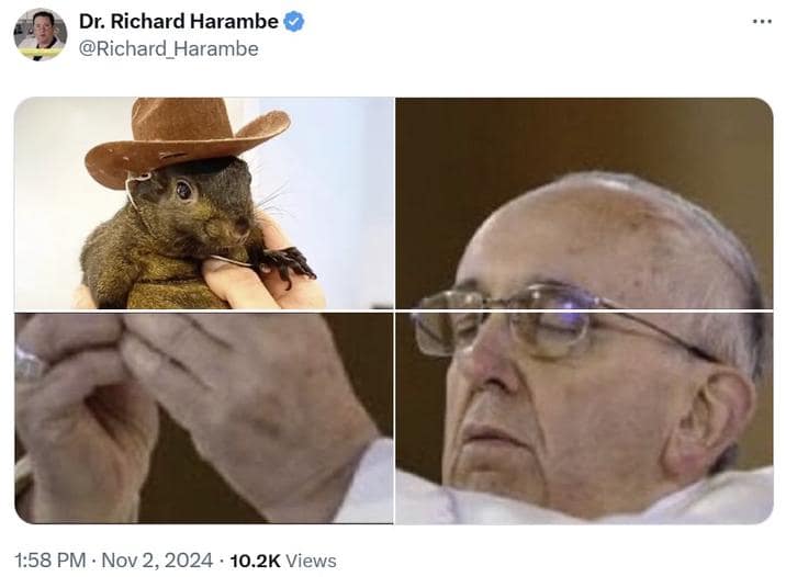 peanut the squirrel memes, famous squirrel memes, animal controversy memes, P'nut the squirrel memes, squirrel viral memes, New York squirrel memes, pet squirrel memes
