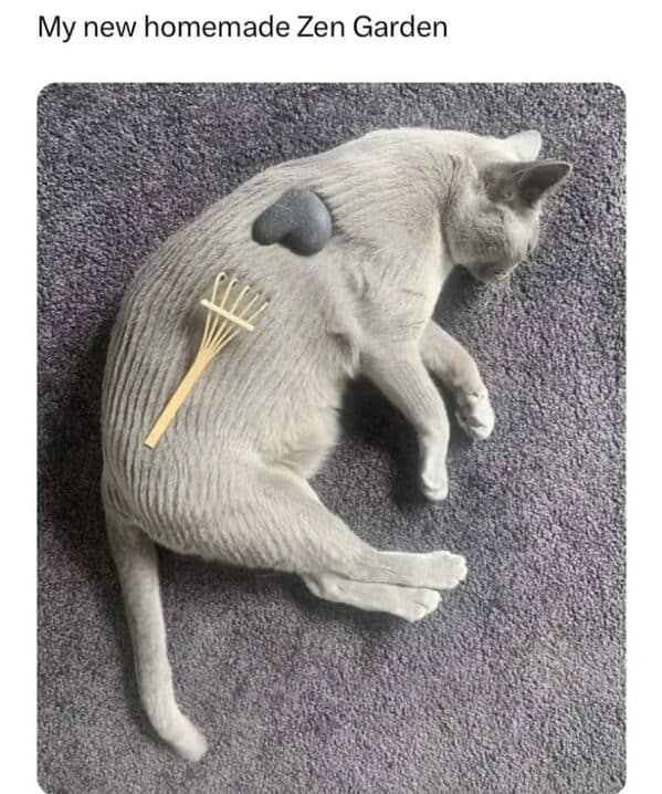 feel-good memes, uplifting memes, Positive memes, encouraging memes, inspirational memes, Cute memes, adorable memes, sweet memes, Kindness memes, compassionate memes, caring memes