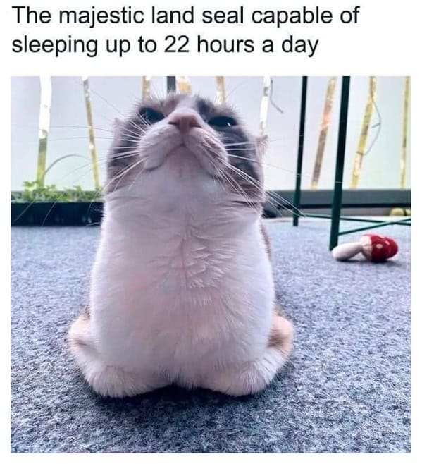 feel-good memes, uplifting memes, Positive memes, encouraging memes, inspirational memes, Cute memes, adorable memes, sweet memes, Kindness memes, compassionate memes, caring memes