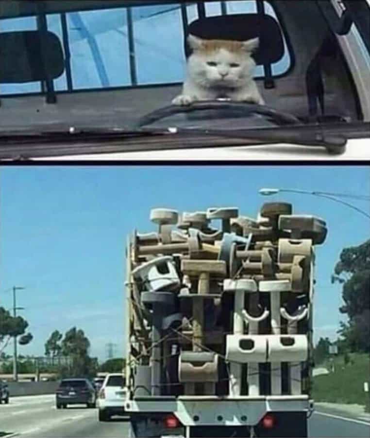 cat memes, kitty memes, feline memes, cat-themed memes, funny cat images, humorous cat pics, amusing feline photos, entertaining kitty snapshots, cat pictures, cat pics, cat photographs, feline images, kitty humor, feline comedy, cat-related jokes