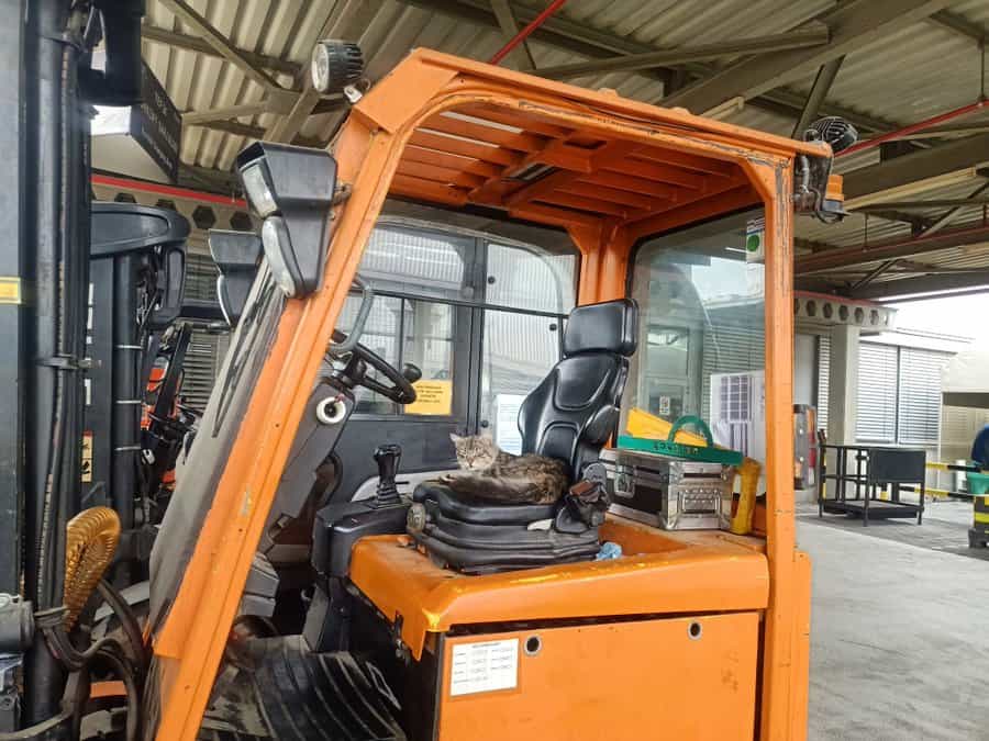 cat memes, kitty memes, feline memes, cat-themed memes, funny cat images, humorous cat pics, amusing feline photos, entertaining kitty snapshots, cat pictures, cat pics, cat photographs, feline images, kitty humor, feline comedy, cat-related jokes