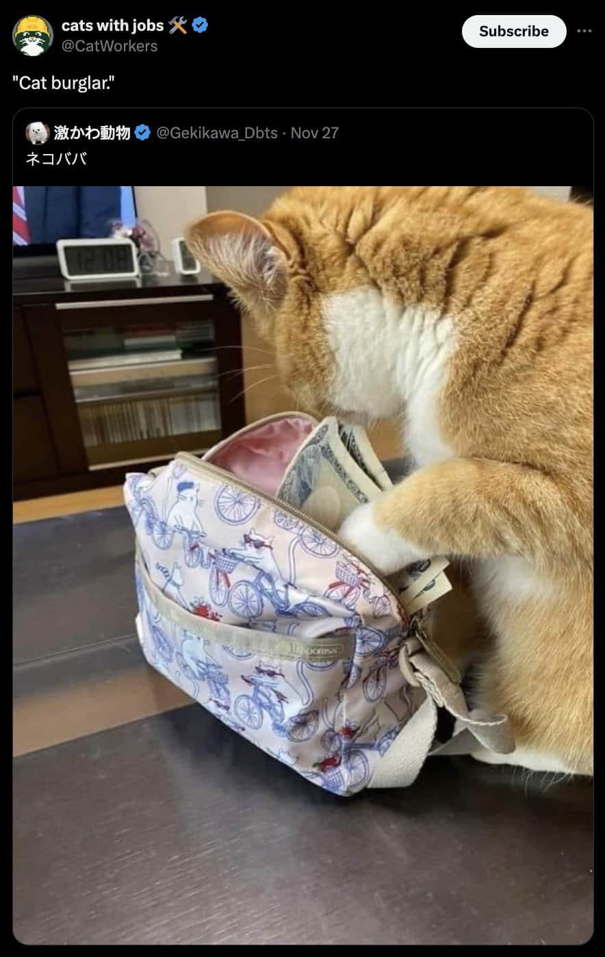 cat memes, kitty memes, feline memes, cat-themed memes, funny cat images, humorous cat pics, amusing feline photos, entertaining kitty snapshots, cat pictures, cat pics, cat photographs, feline images, kitty humor, feline comedy, cat-related jokes