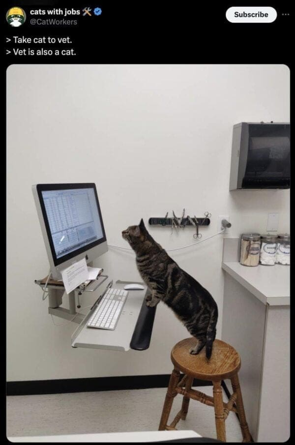 Cat Memes: 29 Cats Working Hard At Their Jobs