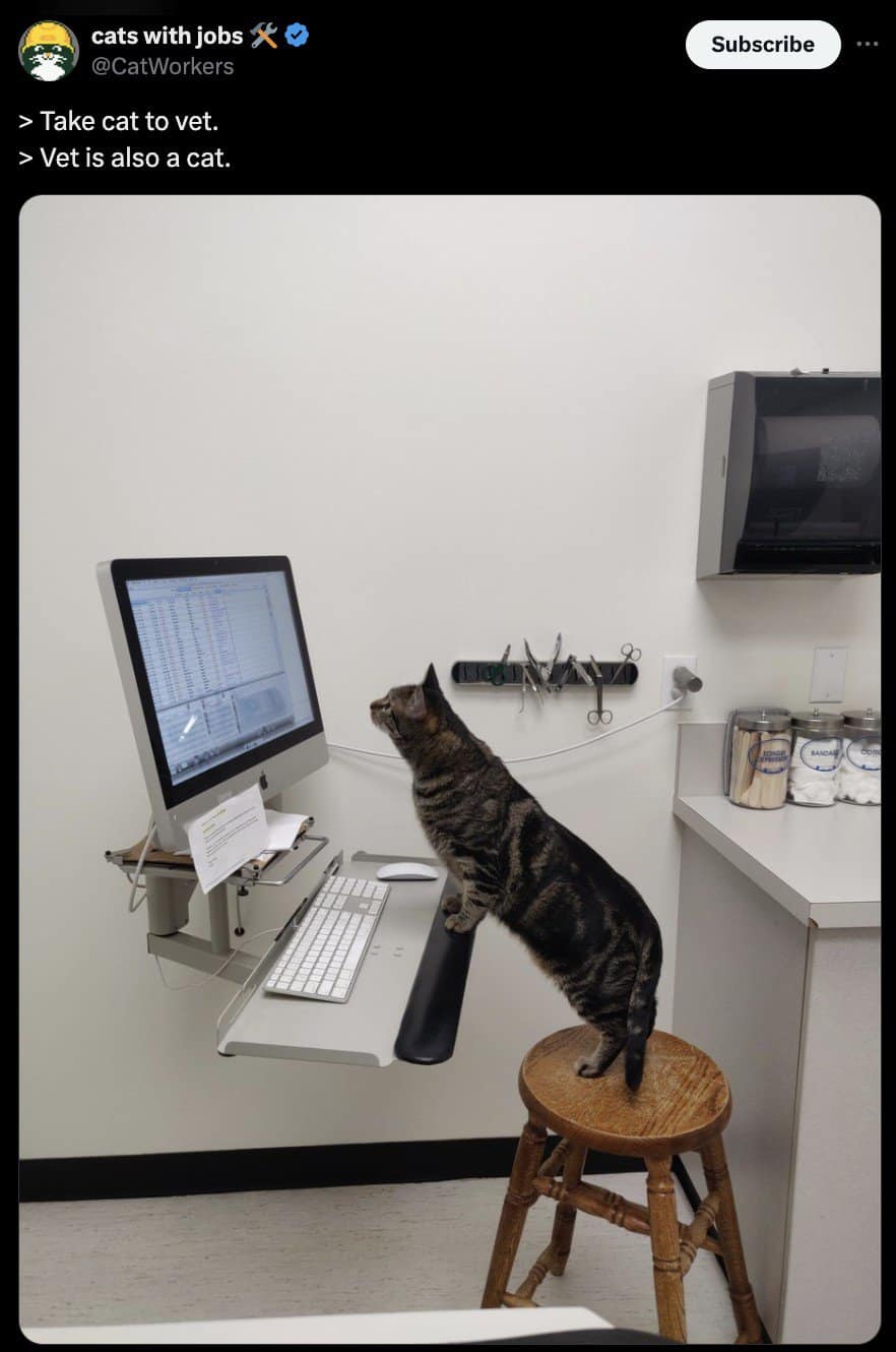 cat memes, kitty memes, feline memes, cat-themed memes, funny cat images, humorous cat pics, amusing feline photos, entertaining kitty snapshots, cat pictures, cat pics, cat photographs, feline images, kitty humor, feline comedy, cat-related jokes