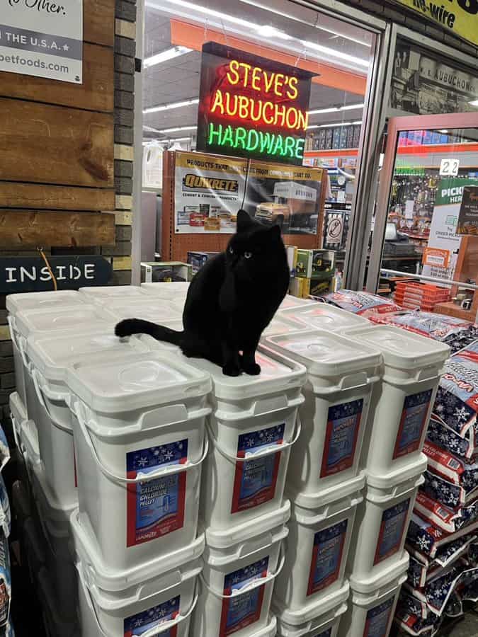 cat memes, kitty memes, feline memes, cat-themed memes, funny cat images, humorous cat pics, amusing feline photos, entertaining kitty snapshots, cat pictures, cat pics, cat photographs, feline images, kitty humor, feline comedy, cat-related jokes