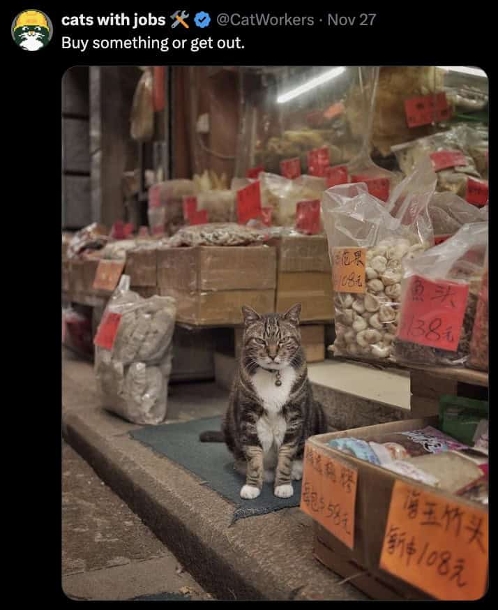 cat memes, kitty memes, feline memes, cat-themed memes, funny cat images, humorous cat pics, amusing feline photos, entertaining kitty snapshots, cat pictures, cat pics, cat photographs, feline images, kitty humor, feline comedy, cat-related jokes