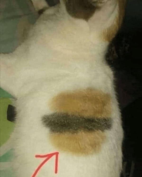 cheeseburger memes, burger memes, cheeseburger meme collection, cheesy burger images, burger-based humor, funny burger memes, witty patty pics, humorous beefy posts, ironic bun visuals, burger humor, sarcastic patty jokes, subtle beef commentary, clever bun banter, quick meal images, convenience dining jokes, speedy takeout laughter