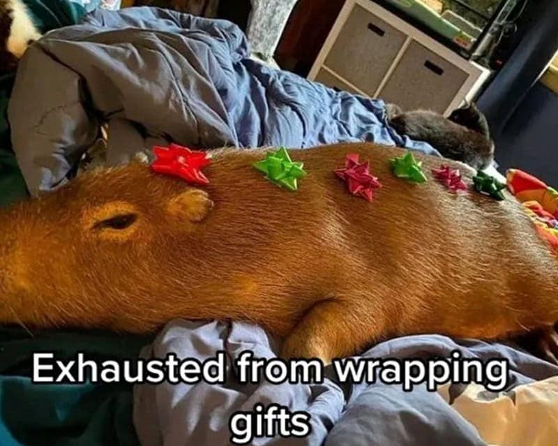 christmas animal memes, Focus keyword + synonyms: Christmas animal memes, holiday creature memes, yuletide pet memes, festive animal images, holiday animal humor, merry creature commentary, joyful festive critter fun, seasonal beastly banter, cheerful furry scenes, holly-jolly animal antics, Xmas pet whimsy